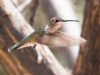 Black-chinned Hummingbird