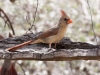 Northern Cardinal