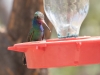 Broad-billed Hummingbird