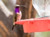 Lucifer Hummingbird