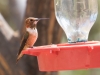 Rufous Hummingbird