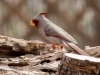 Pyrrhuloxia