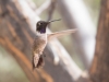 Black-chinned Hummingbird