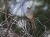 White-crowned Sparrow