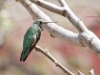 Calliope Hummingbird