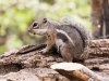 Harris' Antelope Squirrel