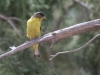 Lesser Goldfinch