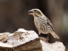 Cassin's Finch