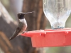 Black-chinned Hummingbird