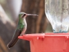 Broad-billed Hummingbird