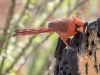 Northern Cardinal