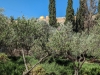 Garden of Gethsemane