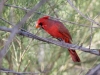 Northern Cardinal