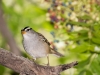 White-crowned Sparrow