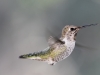 Anna's Hummingbird