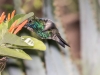 Broad-billed Hummingbird