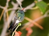 Broad-billed Hummingbird