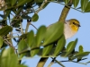 Verdin