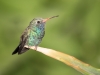 Broad-billed Hummingbird