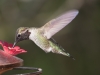 Anna's Hummingbird