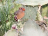 Northern Cardinal