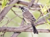 Black-throated Sparrow