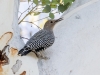 Gila Woodpecker