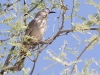 Curve-billed Thrasher