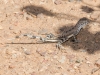 Zebra Tail Lizard