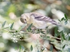 Lesser Goldfinch