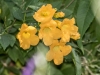 Yellow Trumpet flowers