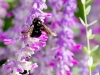 Valley Carpenter Bee