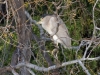 Black-crowned Night Heron