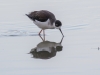 Black-necked Stilt