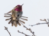 Anna's Hummingbird