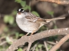 White-crowned Sparrow