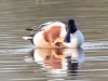 Northern Shoveler