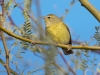 Orange-crowned Warbler