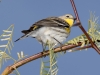 Yellow-rumped Warbler