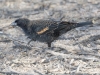 Red-winged Blackbird