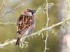 House Sparrow