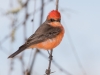 Vermilion Flycatcher