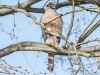 Cooper's Hawk