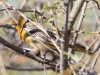 Streak-backed Oriole