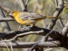 Streak-backed Oriole