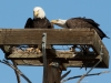 Bald Eagles