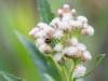 Saltmarsh Baccharis