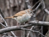 Song Sparrow