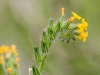 Common Fiddleneck