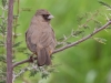 Abert's Towhee